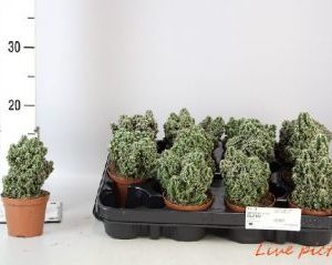 CEREUS PERUVIANUS FLORIDA VASO 8,5 cm