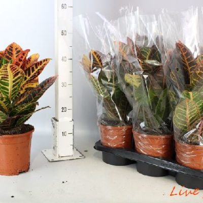 CODIAEUM VARIEGATUM PETRA