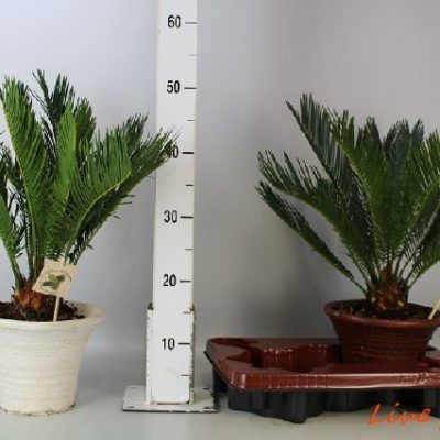 CYCAS REVOLUTA IN CERAMICA VASO 19,0
