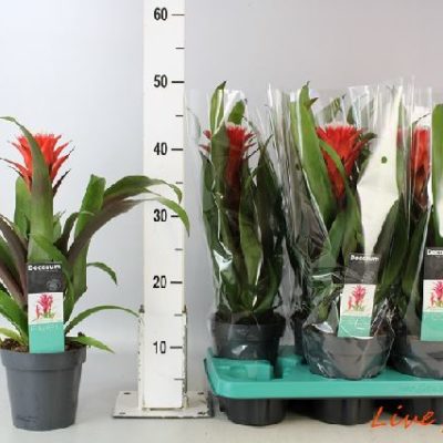 GUZMANIA HOPE SUPER DECORUM VASO13,0