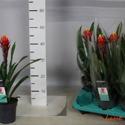 GUZMANIA TORCH ROSSO E GIALLO DECORUM VASO 13,0