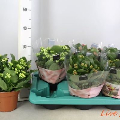 KALANCHOE CALANDIVA MIX DECORUM VASO15,0