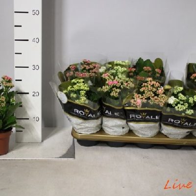 KALANCHOE CALANDIVA MIX ROYAL VASO12,0