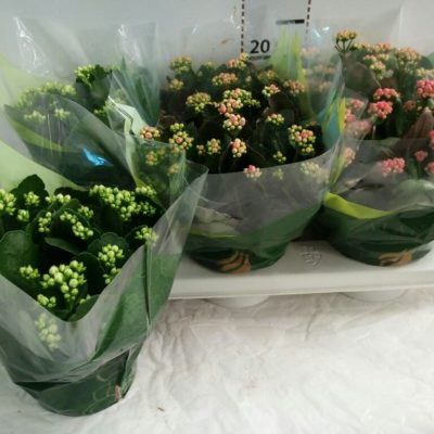 KALANCHOE GRANDIVA MIX VASO15,0