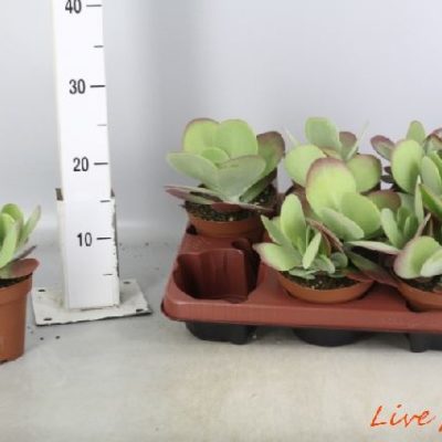 KALANCHOE THYRSIFLORA BORDO ROSSO VASO 13,0