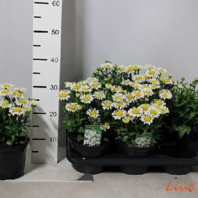 LEUCANTHEMUM LACROSSE FIORE GRANDE VASO17,0