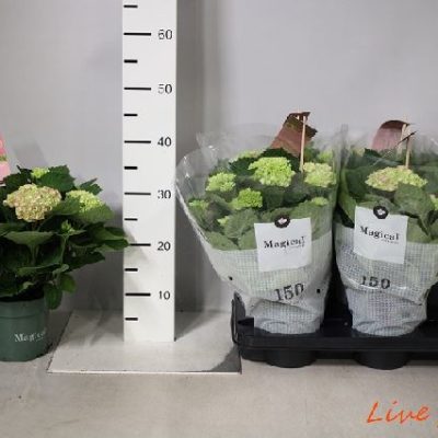 ORTENSIA MACROPHYLLA MAGICAL EVOLUTION ROSA VASO 14,0