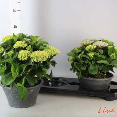 ORTENSIA MACROPHYLLA MAGICAL REVOLUTION CIOTOLA VASO 23,0