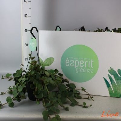PEPEROMIA HOPE IN BASKET VASO  17,0