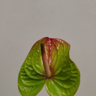 anthurium absolute