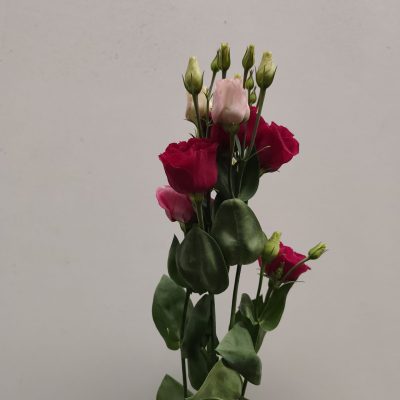 Lisianthus rosso