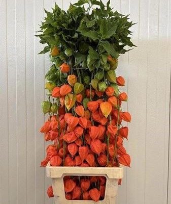 Physalis
