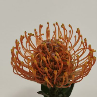 Protea nutan arancio