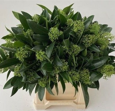 skimmia verde a mazzo